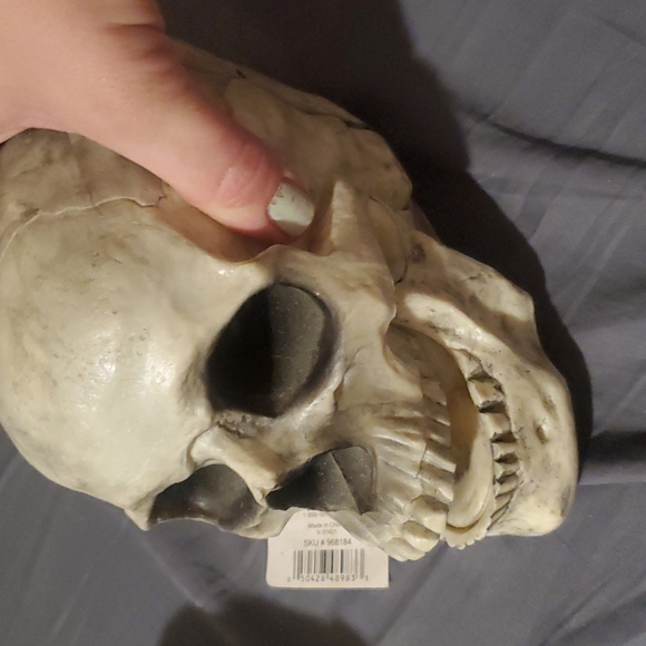 Skull head - Picture 2 of 4